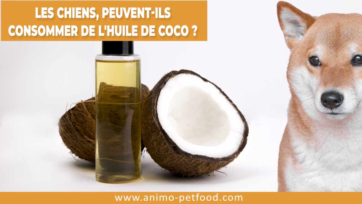 les-chiens-peuvent-ils-consommer-de-l-huile-de-noix-de-coco